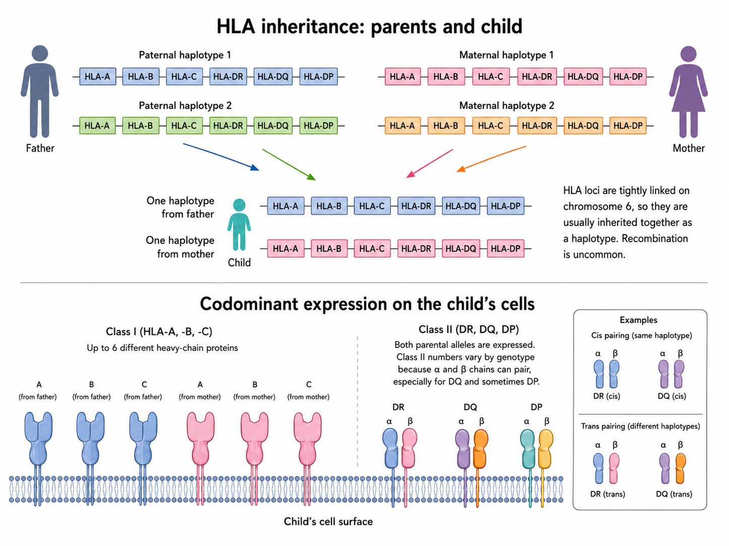 HLA genetic profile