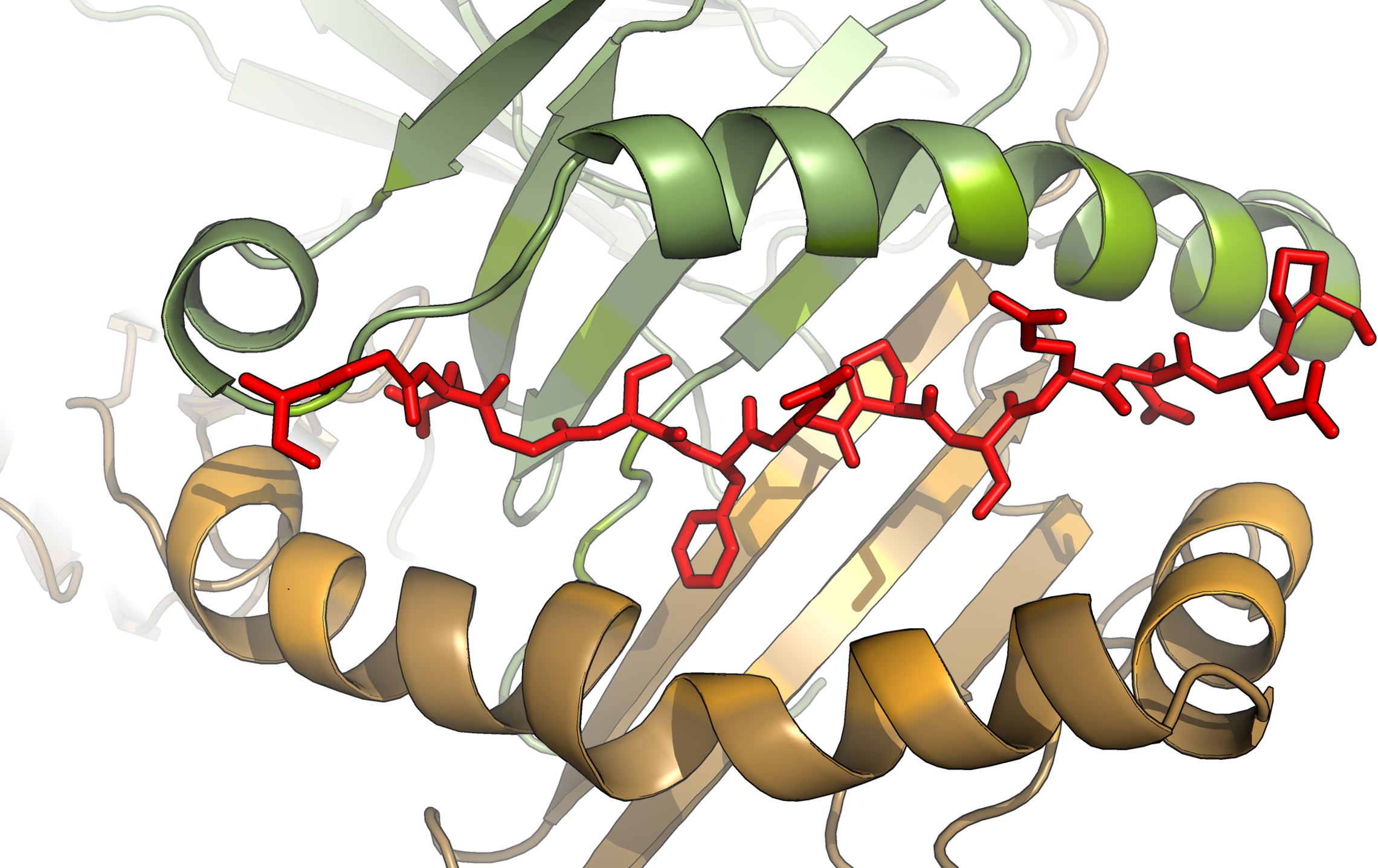 Epitope in the MHC binding groove
