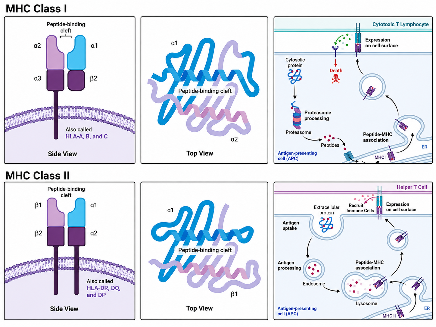 MHC peptide-presentation process