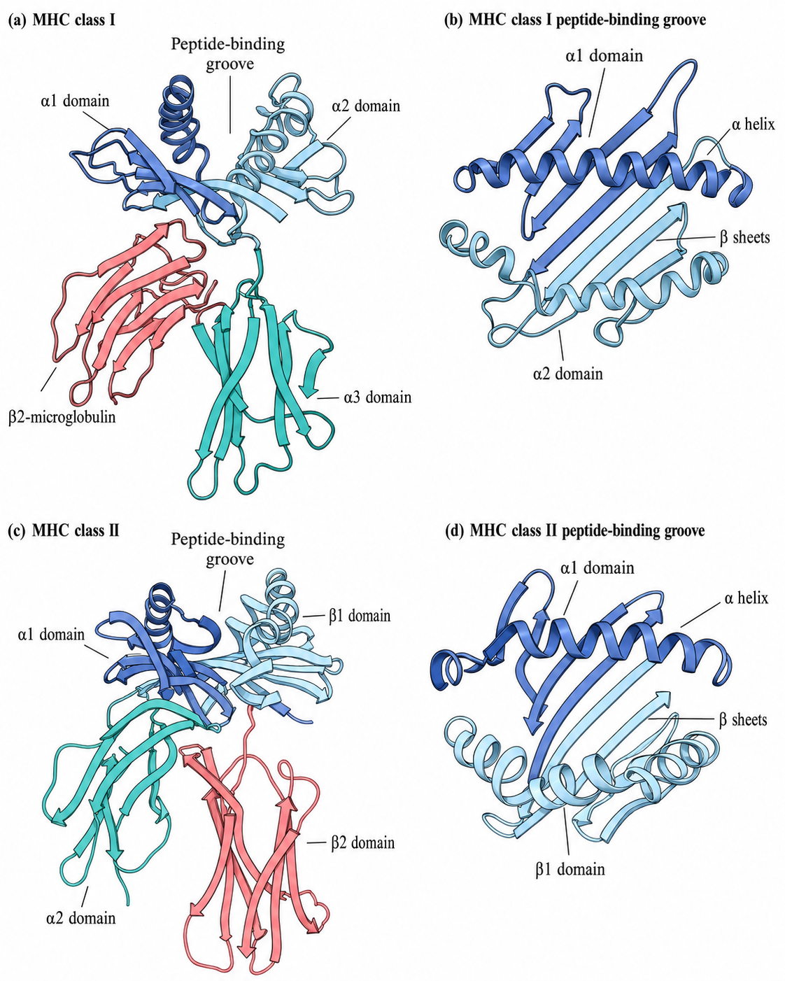 MHC structure