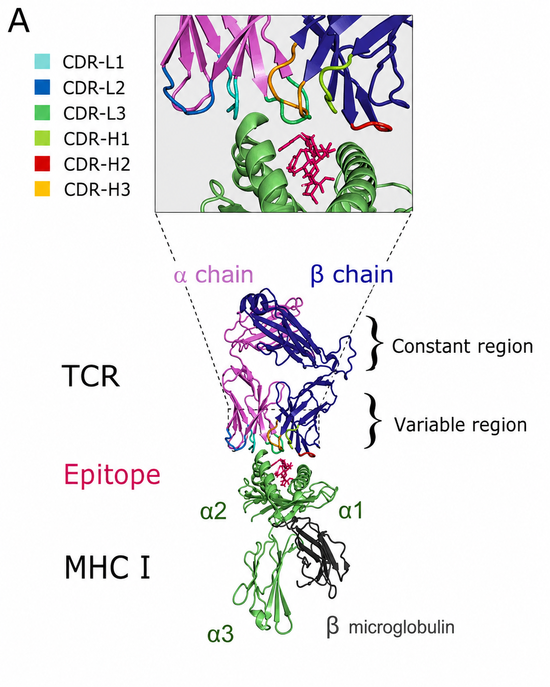 TCR-pMHC complex