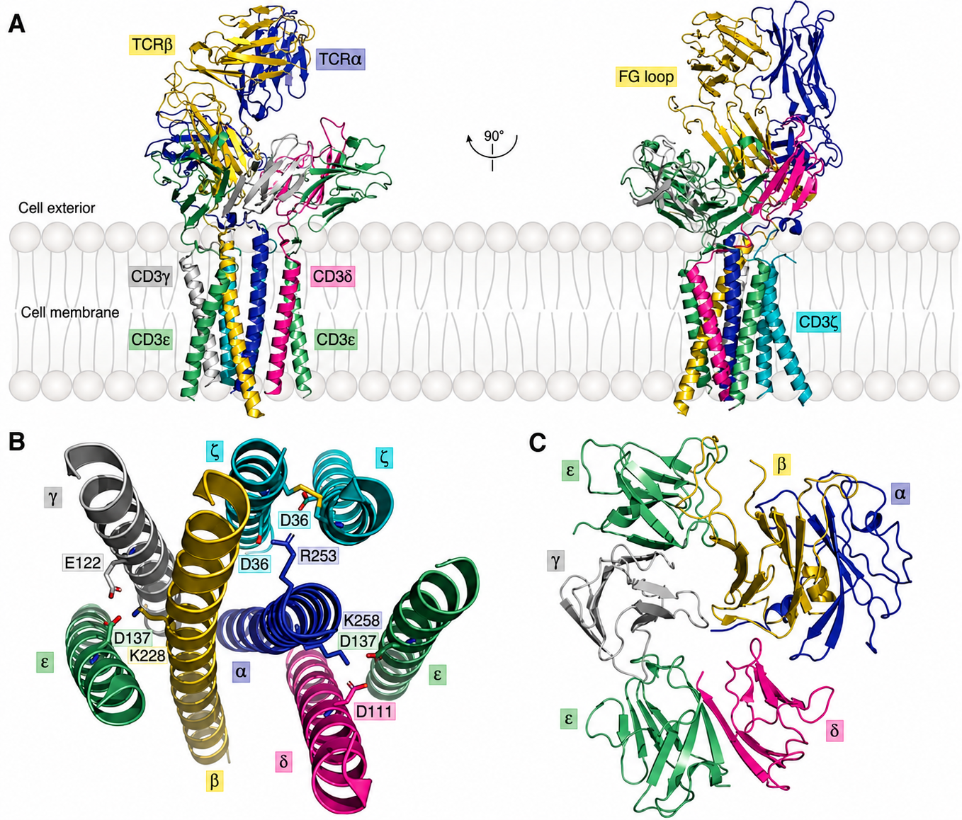 TCR-CD3 complex on the cell membrane