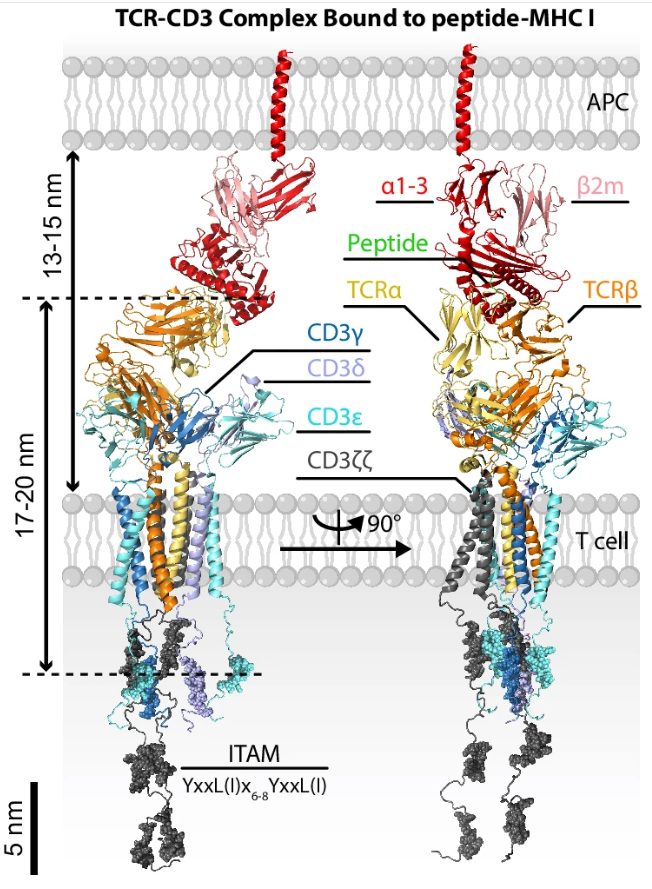 TCR-CD3 complex bound to peptide-MHC I