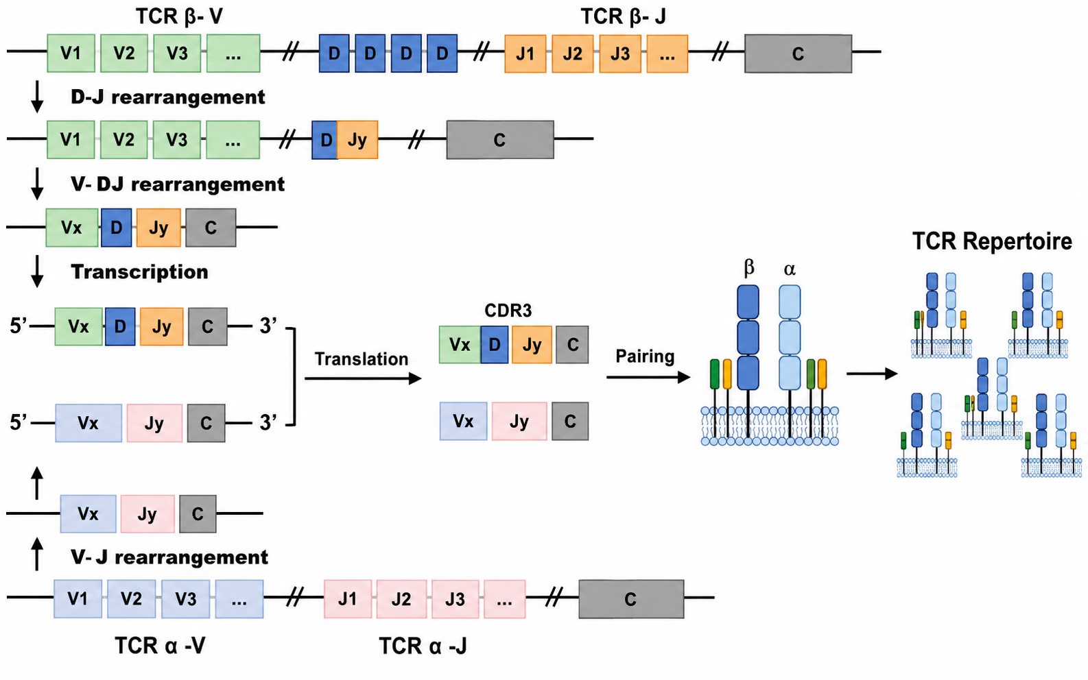 V(D)J recombination